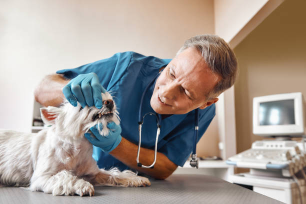  Oak Point, TX Emergency Dentist Pros